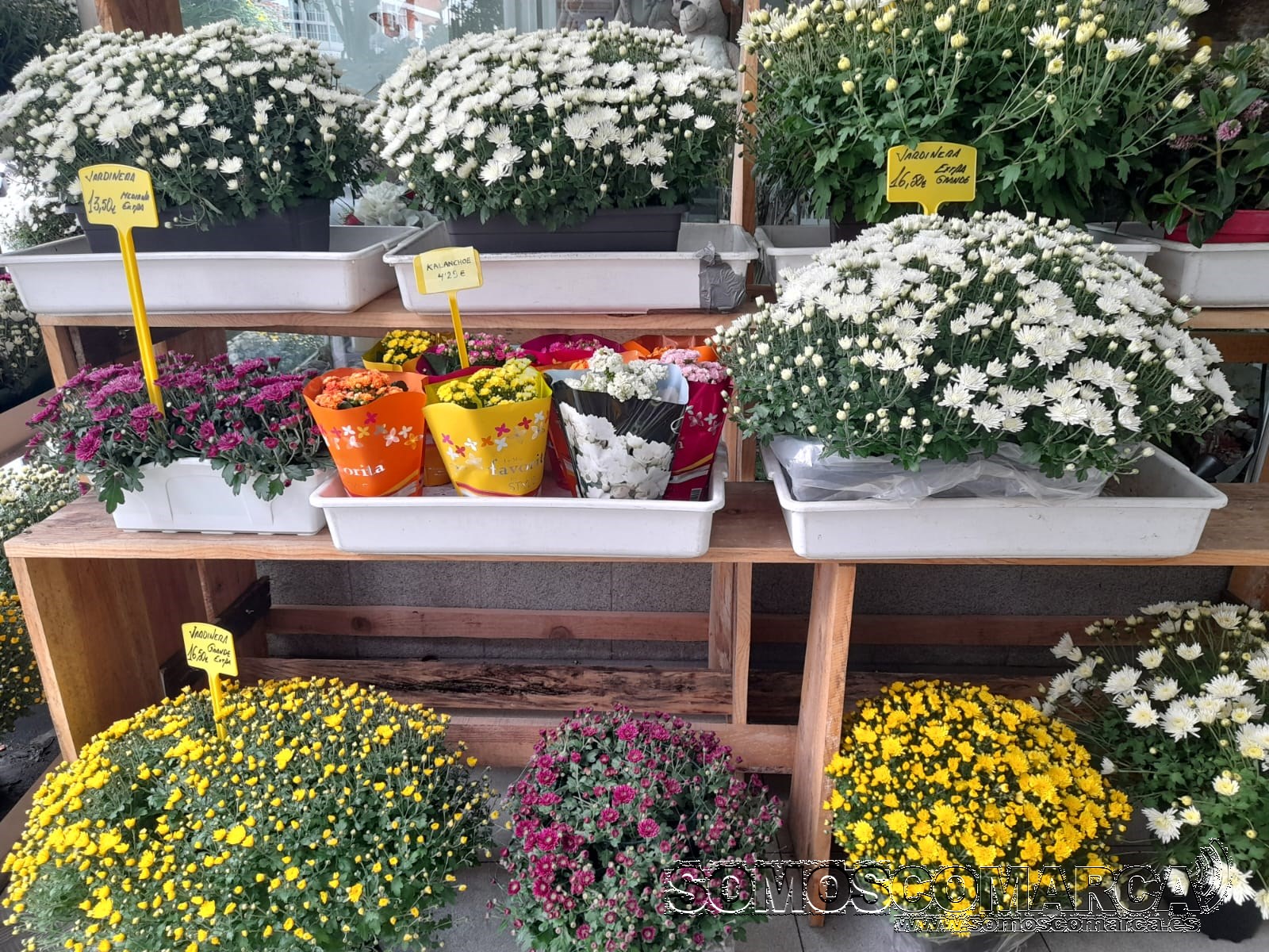 somoscomarca_santos_pelopicoplanta_2022-10-22 (2)