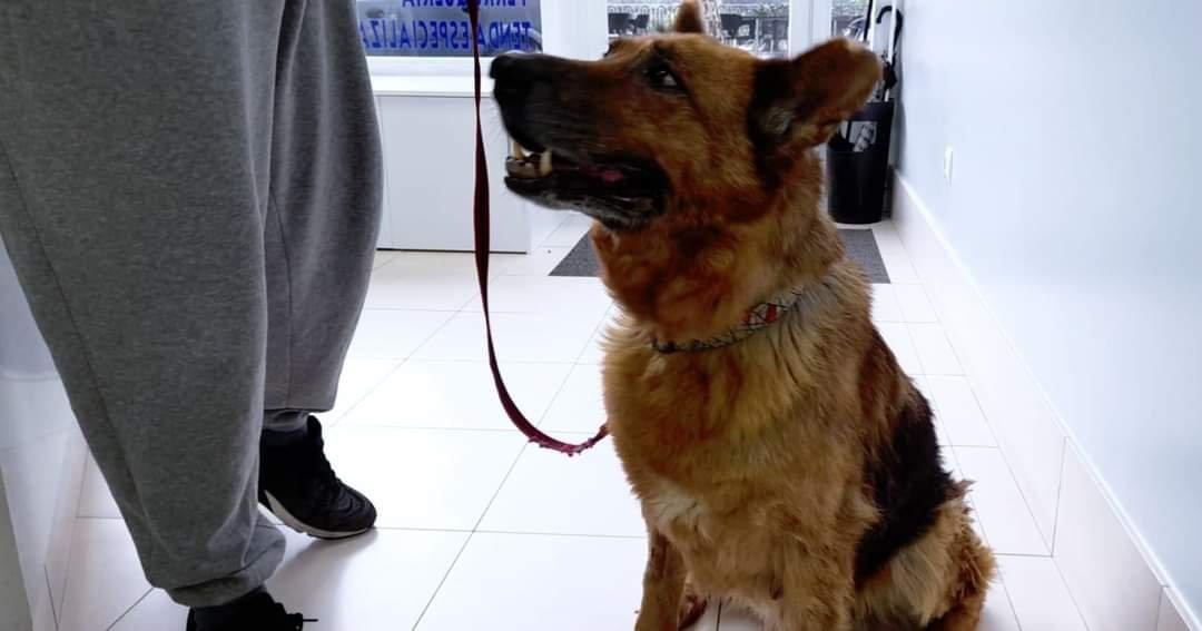 SOMOSCOMARCA_PERRO_PELUDINES_PASTORALEMAN_2022-12-27 (2)