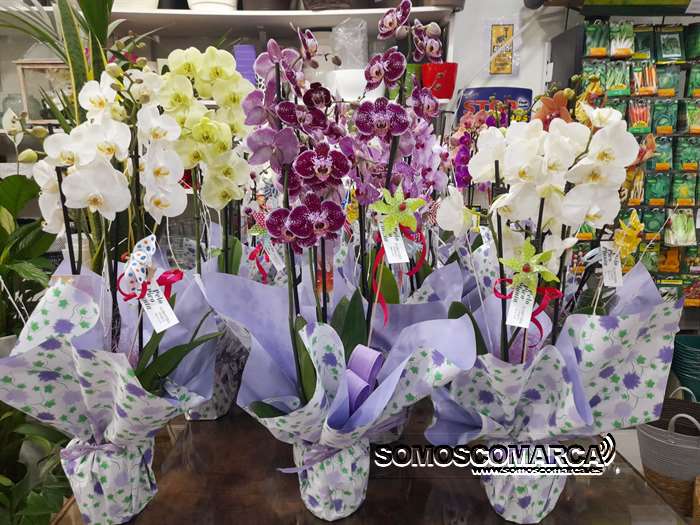 somoscomarca_obarco_pelopicoplanta_diadelamadre_2023 (4)