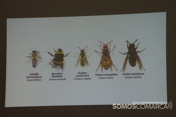somoscomarca_20231007_vilamartin_velutina_charla (1)
