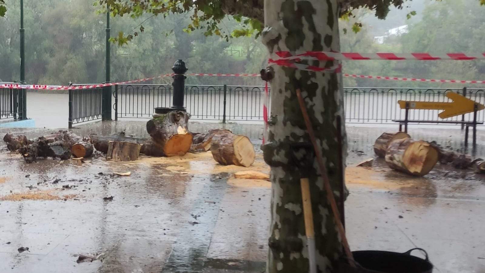 somoscomarca-lluvia-arbol-2023-10-26