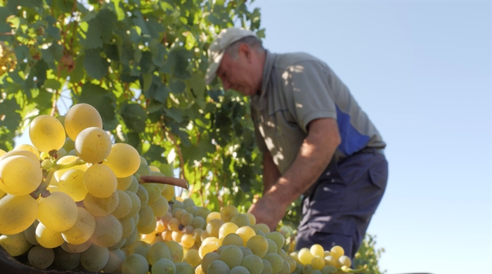 somoscomarca_obarco_cooperativabarco_vinosbarco_vendimis (3)