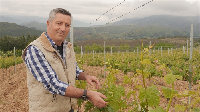 somoscomarca_obarco_cooperativabarco_vinosbarco_vendimis (2)