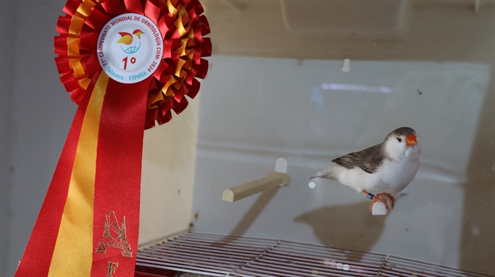 somoscomarca_2400127_extremadura_ornitologia_diamantemandarin_ (6)