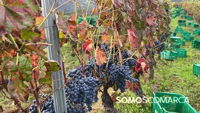 somoscomarca_241011_entoma_roandi559