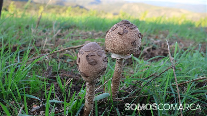 somoscomarca_2024_10_23_setas_choupin (3)