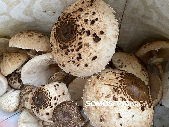 somoscomarca_202410setas_choupin_lepiota4209