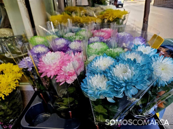 somoscomarca_241025_obarco_pelopicoplanta_santos_flores634