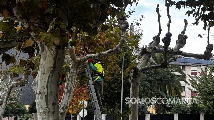 somoscomarca_20241104_obarco_poda_malecon5