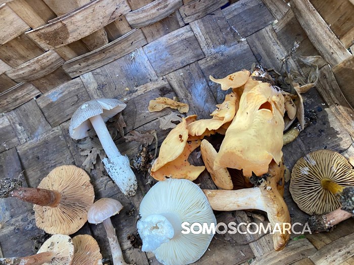 somoscomarca_20241109_trives_setas_xornadasmicoloxicas (2)