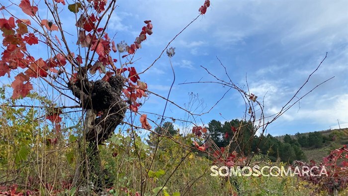 somoscomarca20241116_arua_rutadelvino_melillas144