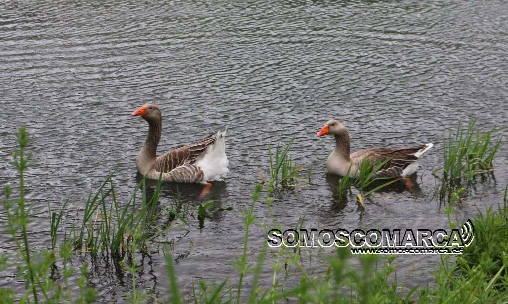 somoscomarca_obarco_oca_lajefa (1)