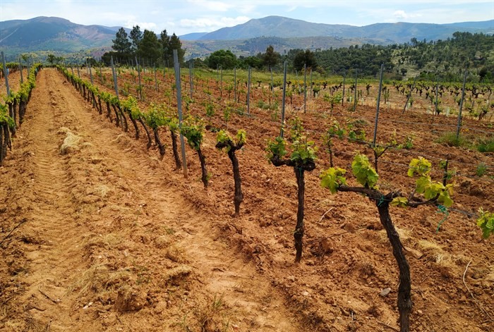 somoscomarca_202412010_vilamartin_bodegasruchel85