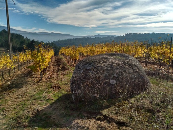 somoscomarca_202412010_vilamartin_bodegasruchel86
