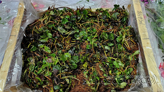 somoscomarca_20250314_teran_bulbos_huerta_semillas_fresas (3)