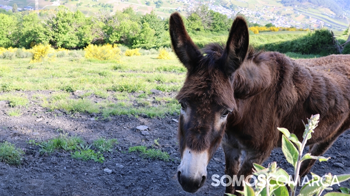 somoscomarca_caminodeespaña_sampaio_correxais (23)