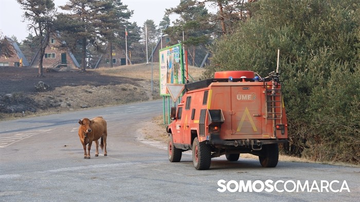 somoscomarca_cabezademanzaneda_incendio_ume_vacas_mas (6)