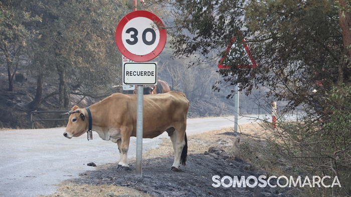 somoscomarca_cabezademanzaneda_incendio_ume_vacas (22)