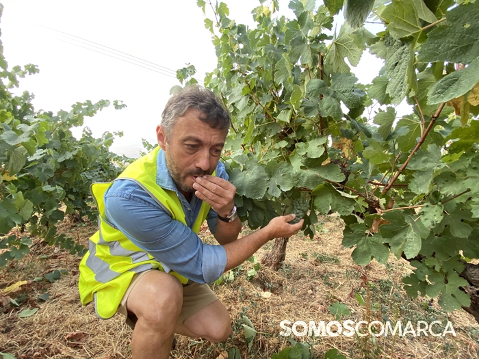 somoscomarca_vilamartin_vendimia_portela_valdesil (9)