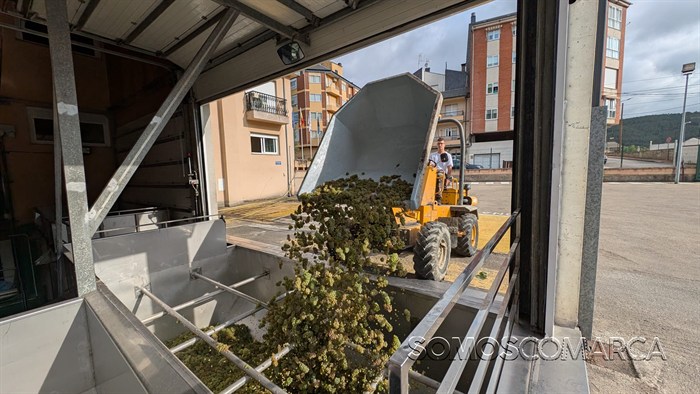 somoscomarca_20250904_obarco_vendimia_vinosbarco1301