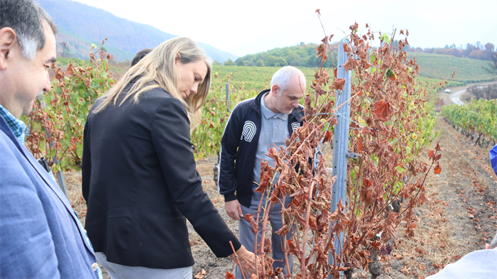somoscomarca_20250919_arua_viñedo_joquinrebolledo_aeva_viñedoquemado (4)