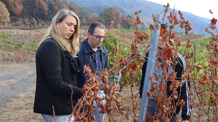 somoscomarca_20250919_arua_viñedo_joquinrebolledo_aeva_viñedoquemado (5)