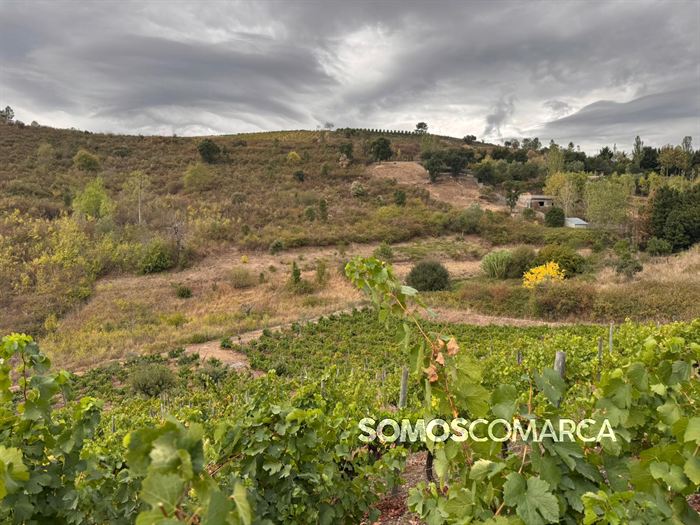 somoscomarca_vino_parcela_fardelas_milrios_cepasvellas_revival831
