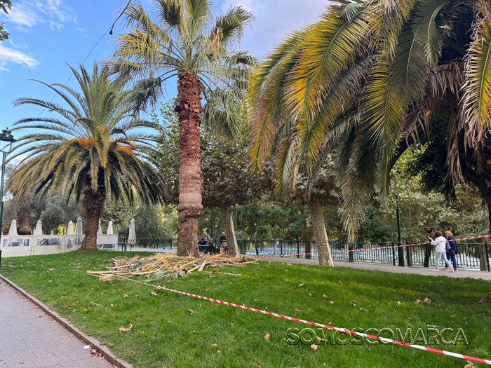 somoscomarca_20251014_obarco_malecon_palmeras_picudorojo1762