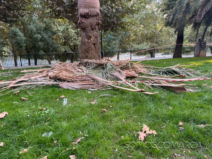 somoscomarca_20251014_obarco_malecon_palmeras_picudorojo1763