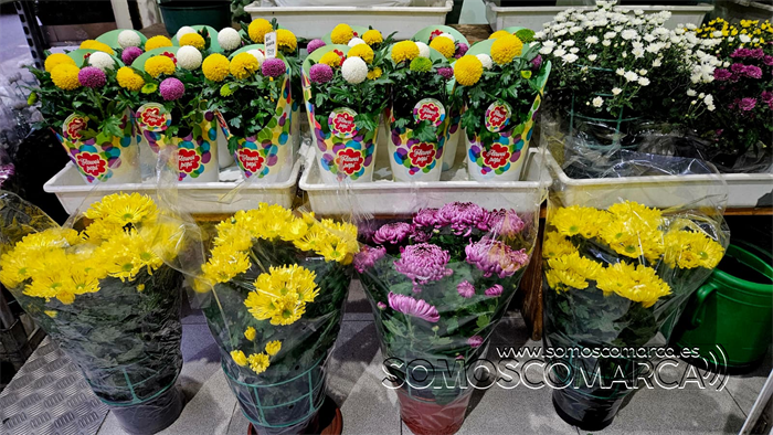 somoscomarca_20251024_obarco_pelopicoplanta_floressantos (2)