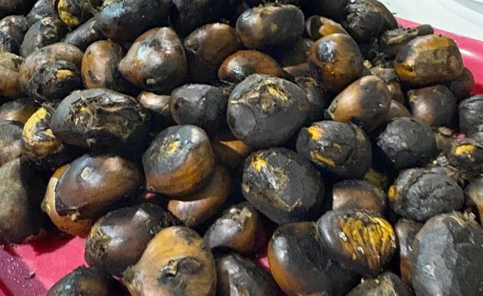 somoscomarca_20251115_biobra_magosto (2)