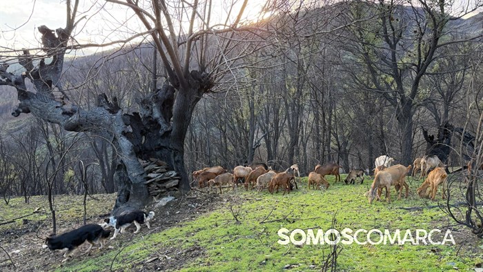 somoscomarca_quiroga_mostradoaceite81