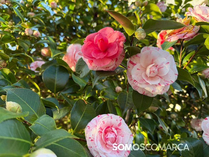 somoscomarca_primavera_camelias