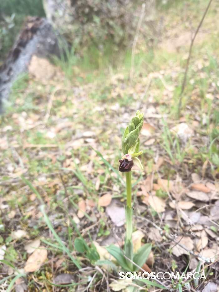 somoscomarca_parquedaserradaenciñadalasta_rutasquerexeneran_flores (3)