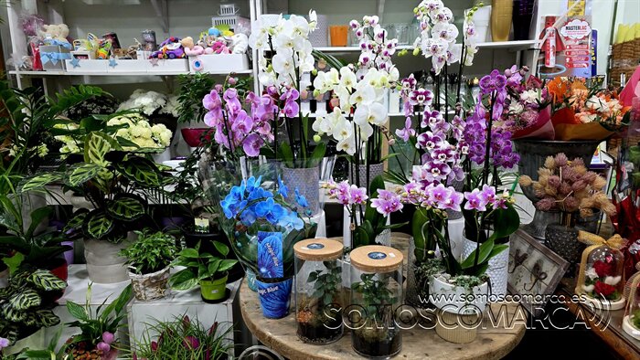 somoscomarca_20260430_obarco_pelopicoplanta_deiadelamadre (3)