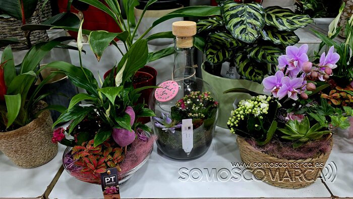 somoscomarca_20260430_obarco_pelopicoplanta_deiadelamadre (4)