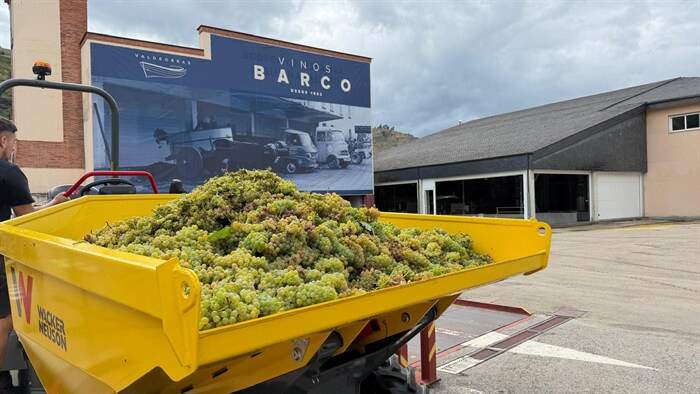 somoscomarca_cooperativabarco_vinosbarco_vendimia (2)