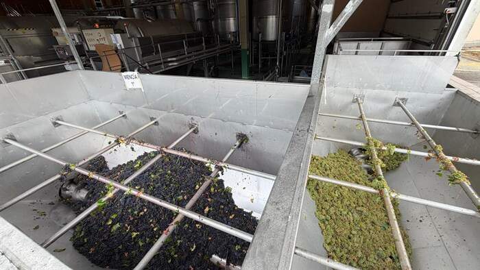 somoscomarca_cooperativabarco_vinosbarco_vendimia (5)