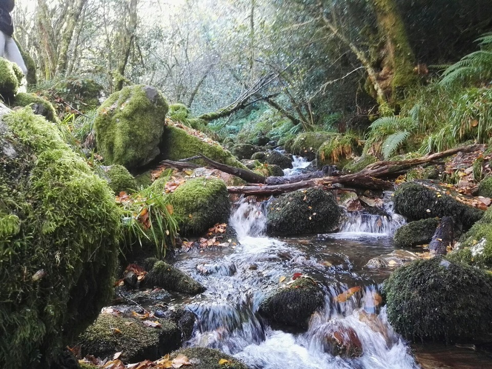 somoscomarca_teixadal-4